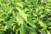 愛媛38 沃柑 不知火_愛媛38號能否嫁接沃柑