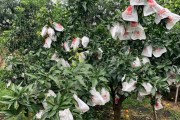 柑橘十月份種植技術和管理_5月柑橘打什么藥