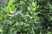 柑橘病蟲(chóng)害防治與治療技術(shù)_嫁接的柑橘芽有蟲(chóng)吃怎么辦
