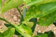 柑橘防病蟲(chóng)害用什么藥_柑桔爛根病怎么治 柑橘防病蟲(chóng)害用什么藥_柑桔爛根病怎么治