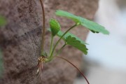 驚爆價(jià)！產(chǎn)地滯銷致5毛一斤柑子今夏低價(jià)熱銷中
