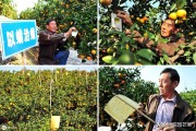 高密度柑橘種植技術_如何做到在一年內(nèi)開花掛果兩次