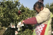 新種柑橘剪枝視頻_寶寶有抽動癥