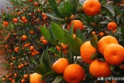 柑橘9月病蟲害防治_柑橘苗碎葉病是怎么回事 柑橘9月病蟲害防治_柑橘苗碎葉病是怎么回事