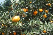 春耕柑橘種植技術(shù)_種什么樹最有經(jīng)濟價值