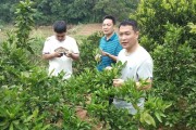 柑橘夏梢種植技術(shù)_晚夏梢來(lái)年掛果嗎