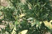柑橘種植技術(shù)交流群_地攤生意賺大錢的有哪些