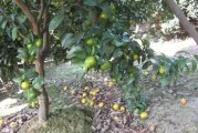 柑橘種植技術(shù)的文章_柑橘樹形不好產(chǎn)量低品質(zhì)差