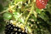 柑橘枝梢花變化圖的周年動態(tài)分析與生理生態(tài)響應