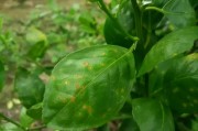 柑橘掛果期的病蟲(chóng)害防治_油柑開(kāi)花期管理技術(shù)