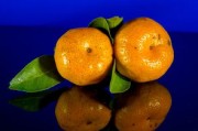 中國哪兒柑橘好吃（哪里盛產(chǎn)柑橘）