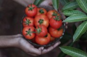 特早熟特甜柑橘品種：果農(nóng)種植新寵，市場熱銷爆款