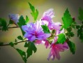 柑子怎樣剪枝開(kāi)花多（柑子樹(shù)的修剪要領(lǐng)）