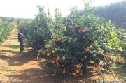 柑橘地苗的種植技術(shù)_果農(nóng)種植6畝柑桔能否申請(qǐng)?jiān)O(shè)施農(nóng)用地 柑橘地苗的種植技術(shù)_果農(nóng)種植6畝柑桔能否申請(qǐng)?jiān)O(shè)施農(nóng)用地