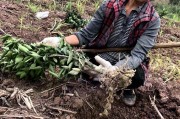 柑橘移栽種植技術(shù)_5月份移栽紅美人柑橘會(huì)活嗎