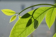 091沃柑零下幾度會(huì)被凍壞（沃柑零下幾度可以種植嗎）