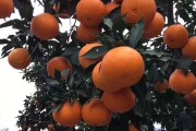 愛媛橙28號廣東能種植嗎_到底是四川愛媛橙好吃還是贛南臍橙好吃 愛媛橙28號廣東能種植嗎_到底是四川愛媛橙好吃還是贛南臍橙好吃
