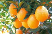 巴西柑橘怎么種植技術(shù)_巴西紅柚和西柚有何區(qū)別