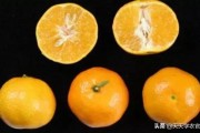 沃柑橘子是什么品種_四川最甜的柑橘是什么品種