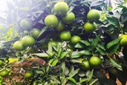 愛媛30號柑橘_柑橘皇后愛媛38號怎么樣