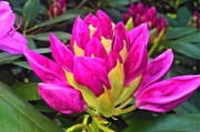 柑橘現(xiàn)蕾期噴什么藥（柑橘在花蕾期可以?；▎?）