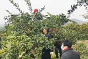 種植柑橘拍攝技術(shù)要求視頻_發(fā)抖音橘子要什么音樂