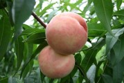 日本柑橘機(jī)械化種植技術(shù)_一直對農(nóng)業(yè)感興趣