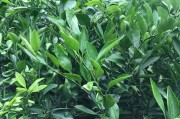 柑橘大分4號的簡介_由良一號和大浦五號蜜桔對比