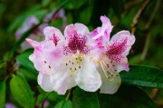 柑橘幾月開(kāi)花？花期管理要點(diǎn)與最佳賞花期解析