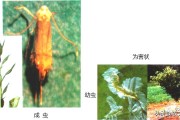 柑橘4月底病蟲害幾次好_柑橘幾月份可以打藥