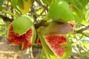未來最有前景柑橘品種哪個(gè)？2025-2030種植效益與核心品種深度解析