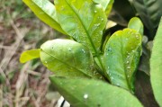 家養(yǎng)柑橘常見病蟲害_橘子樹葉上結(jié)了黑黑的一層東西怎么辦
