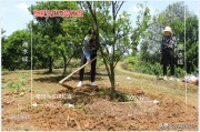柑橘全年病蟲害及防治用藥_對(duì)于柑橘疫病一般選擇什么藥