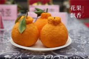 柑橘怎么樣脫毒呢_怎樣種植臍橙樹苗成活率高