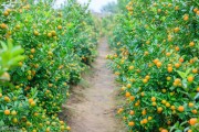 全州縣柑橘種植技術(shù)_興安有多少個鄉(xiāng)鎮(zhèn)