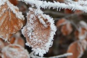 柑橘霜凍過后怎么處理（柑橘被霜雪凍了怎么辦）