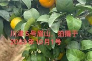 分享幾款近期實地考察的柑橘品種，川津5號、愛媛153……你更喜歡哪款？