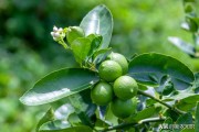 成熟柑橘種植技術(shù)_如何正確對待柑橘品改