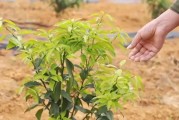 國際柑橘種植技術_沃柑種植技術