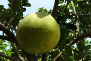 蜜桔的種植方法和注意事項（蜜桔的養(yǎng)殖方法）