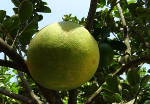 柑橘樹怎么養(yǎng)護管理技術(shù)（柑橘樹怎么養(yǎng)護管理技術(shù)與管理）