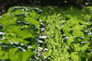 柑橘類(lèi)樹(shù)苗種植方法技術(shù)（柑橘苗栽培技術(shù)）