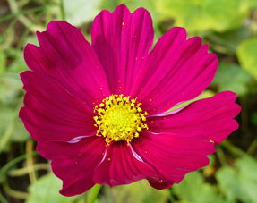 柑橘保花技術(shù)管理（柑橘?；ū９胧? /></p><p>5、對(duì)于保果方案，根據(jù)具體情況設(shè)定保果方案：判斷樹勢(shì)，制定?；ū９桨福夯緵]春梢，純花穗，坐果量大的樹謝花后打+蕓苔素+磷鉀葉面肥+硼肥+薊馬藥。這類純花穗梢出早夏梢引起掉果風(fēng)險(xiǎn)較大，九二0建議打兩次，多保些果?；ㄇ半S雨地面撒施或開溝淺施鉀鎂肥半斤/株。</p><h2 id='桔子樹怎么?；ū９?>桔子樹怎么?；ū９?/h2><p>桔子樹?；ū９?*** 有搖花保果法、環(huán)割保果法。搖花保果法 柑橘開花后，如果遇到雨天或過重的露水，花瓣和花絲黏附在果面上，很容易引發(fā)灰霉病、炭疽病等病害，引起落花落果，因此要進(jìn)行搖花。一般從盛花期開始，每3天左右進(jìn)行一次搖花，搖落凋謝花瓣。</p><p>桔子樹開花后為了保果，需要對(duì)植株進(jìn)行適當(dāng)?shù)男藜?。讓桔子樹可以更好的生長(zhǎng)，同時(shí)也需要為桔子樹提供適量的養(yǎng)分。讓植株生長(zhǎng)的更加旺盛，還需要為桔子樹提供適宜的光照和水分，讓桔子樹可以結(jié)出更多的果實(shí)。</p><p>適當(dāng)修剪桔子樹開花后為了保果，需要對(duì)植株進(jìn)行適當(dāng)?shù)男藜簟ｉ僮訕浔旧砭褪欠浅Ｏ矚g太陽的，開花后更需要光照。要讓它多曬太陽，保證光照足才行，光照足光合作用才會(huì)更強(qiáng)，從而積攢更多的養(yǎng)分，對(duì)開花結(jié)果都有利。若是曬不到太陽，花朵質(zhì)量會(huì)變差，坐果率會(huì)大大下降，影響后期的結(jié)果，產(chǎn)量。</p><p>桔子樹一般打硼砂?；ū９?，這是一種微量元素肥，可以補(bǔ)充硼元素，對(duì)于植株的生長(zhǎng)有利。除此之外，在植株的花果期，還要注意控水，以免水大了導(dǎo)致落花落果。同時(shí)需要適當(dāng)修剪，通過及時(shí)短截延長(zhǎng)枝和抹除夏梢來促進(jìn)秋梢的生長(zhǎng)，盛花期則要回縮結(jié)果枝，剪除交叉枝、病蟲枝等。</p><p style=