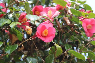 沃柑開(kāi)花期怎么修剪枝條（沃柑開(kāi)花期怎么修剪枝條視頻）
