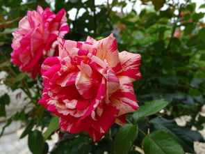 沃柑開(kāi)花期怎么修剪枝條（沃柑開(kāi)花期怎么修剪枝條視頻）
