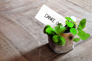 脆蜜金柑為什么不黃龍?。ù嗝劢鸶逃讟渌使芾恚? /></p><p>種植的時候，既要考慮盡可能利用土地資源，也要考慮脆蜜金柑的生長空間，間距太疏和太密都不好。一般來說，一畝地大概種植50株就可以了，樹苗之間的間距大概4米就可以了，這樣有利于充分利用土地資源，又有利于樹苗的后期吸收陽光。</p><h2 id='金桔與金橘經(jīng)常分不清,金桔與金橘應(yīng)該怎么區(qū)分?'>金桔與金橘經(jīng)常分不清,金桔與金橘應(yīng)該怎么區(qū)分?</h2><p>1、金橘與金桔是同一種水果在不同地區(qū)的稱呼，學(xué)名為柑橘，原產(chǎn)于我國西南部，現(xiàn)已在多個省份推廣種植，但金橘不適宜在北方寒冷地區(qū)生長。 金橘表皮光滑油潤，果肉酸甜，食用后常會感到口腔干燥，其表皮亦作藥用。金橘與金桔沒有實質(zhì)上的區(qū)別，只是不同地區(qū)的叫法差異。</p><p style=