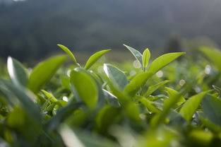 茶枝柑價(jià)格多少錢一斤（茶枝柑樹(shù)圖片）