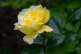 沃柑種植到開(kāi)花結(jié)果如何施肥噴藥（沃柑開(kāi)花時(shí)可以施肥嗎?）