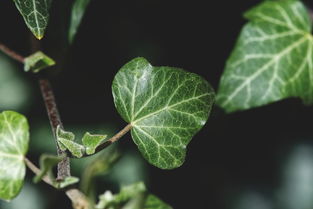 柑橘接穗發(fā)芽還能嫁接嗎？關(guān)鍵技巧與嫁接時機深度解析