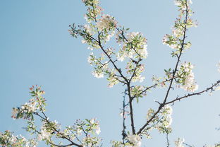 柑橘樹嫁接后多久去除膜？關(guān)鍵技術(shù)要點(diǎn)與最佳時(shí)間解析